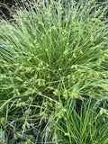 Carex hystericina--Porcupine Sedge