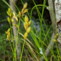 Sedge in a natural setting with a tree trunk.