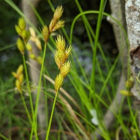 Sedge in a natural setting with a tree trunk.