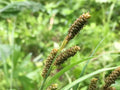 Carex shortiana--Short's Sedge