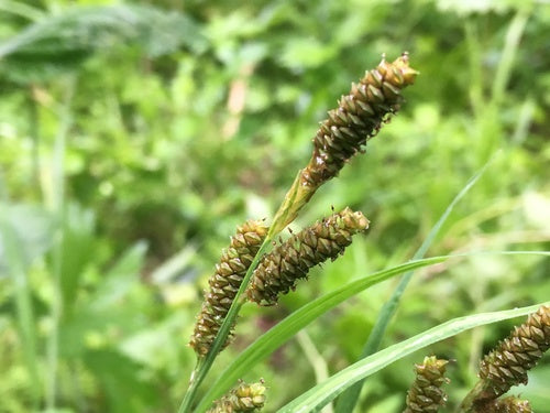 Carex shortiana--Short's Sedge