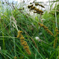 Fox Sedge