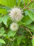 Cephalanthus occidentalis--Button Bush