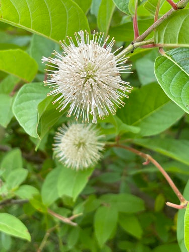 Cephalanthus occidentalis--Button Bush