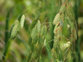 Chasmanthium latifolium--Northern Sea Oats
