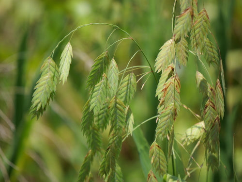 Chasmanthium latifolium--Northern Sea Oats