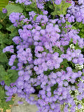Conoclinium coelestinum--Blue Mistflower