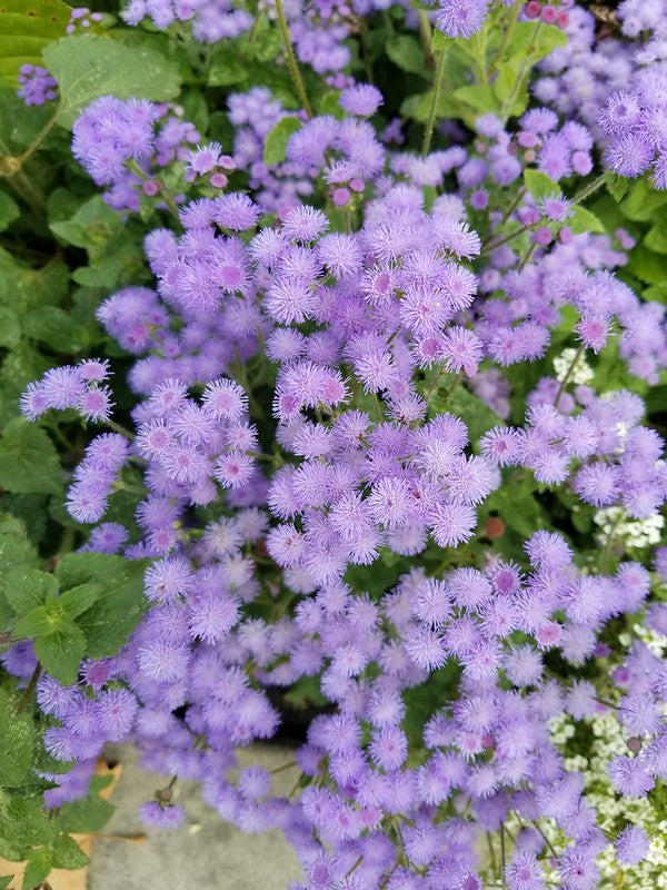 Conoclinium coelestinum--Blue Mistflower