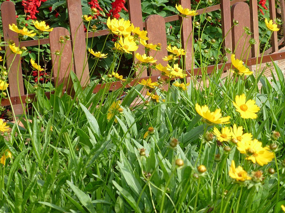 Coreopsis lanceolata--Lanceleaf Coreopsis