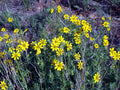Coreopsis palmata--Prairie Coreopsis