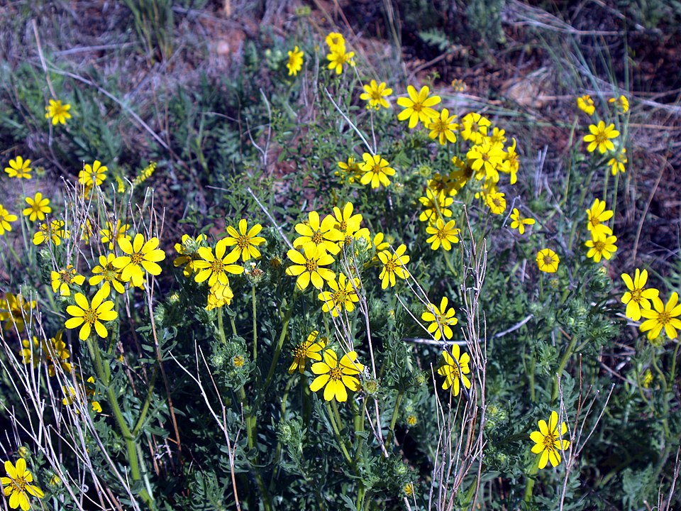 Coreopsis palmata--Prairie Coreopsis