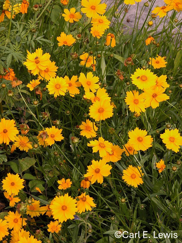 Coreopsis grandiflora--Large-flowered Coreopsis