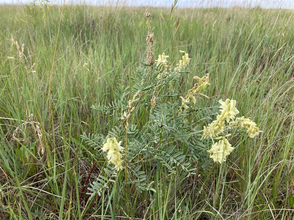 Astragalus racemosus--Creamy Milk Vetch