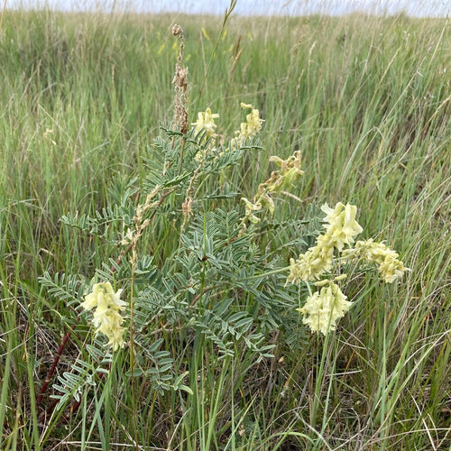 Yellow flowering plant in a grassy field