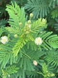 Desmanthus illinoensis--Illinois Bundleflower