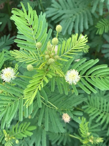 Desmanthus illinoensis--Illinois Bundleflower