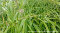 Diarrhena obovata--Beak Grass