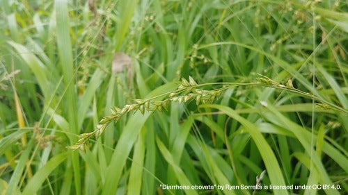 Diarrhena obovata--Beak Grass