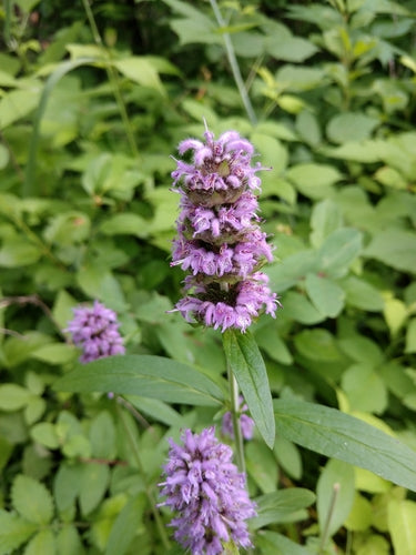 Blephilia ciliata--Downy Wood Mint