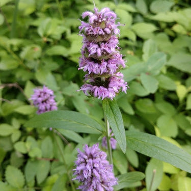 Purple flowers with green leaves on a blurred green background
