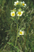 Drymocallus arguta--Prairie Cinquefoil