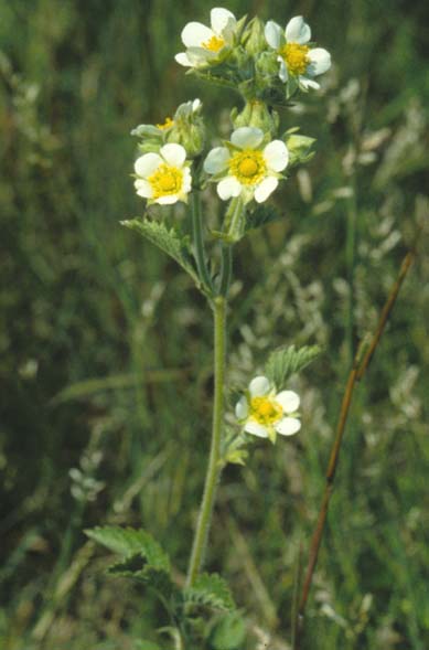 Drymocallus arguta--Prairie Cinquefoil