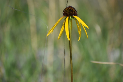 Echinacea paradoxa--Yellow Coneflower