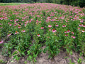 Echinacea purpurea--Purple Coneflower