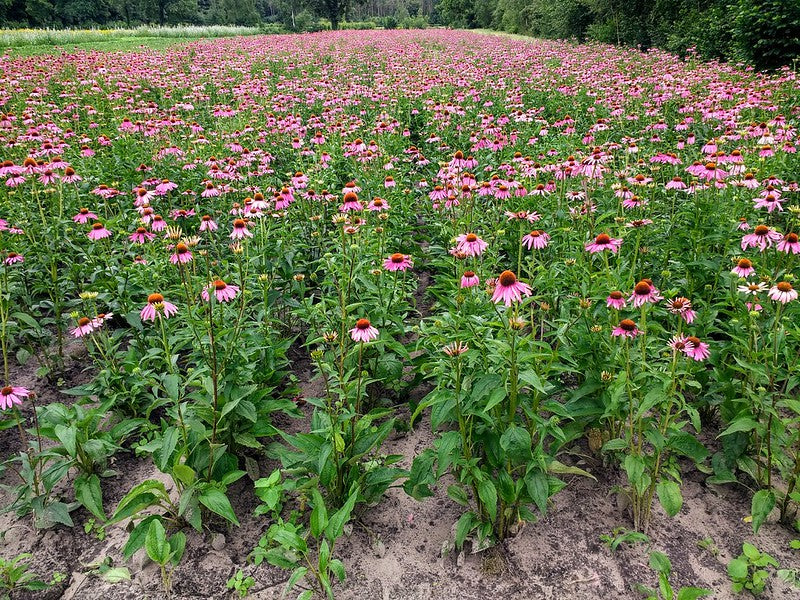 Echinacea purpurea--Purple Coneflower