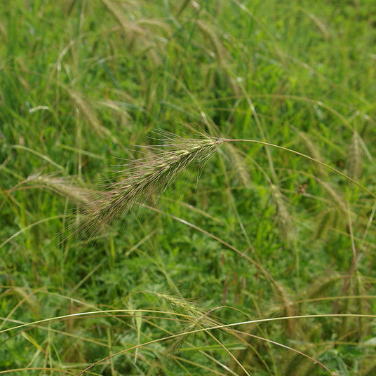 Canada Wild Rye