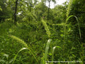 Elymus virginicus--Virginia Wildrye