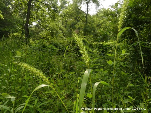 Elymus virginicus--Virginia Wildrye