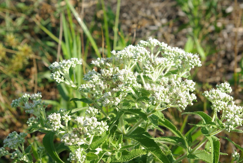 Eupatorium perfoliatum--Boneset