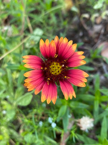 Gaillardia pulchella-- Indian Blanket Flower