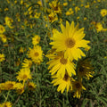 Maximilian Sunflower