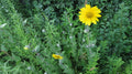 Helianthus mollis--Downy Sunflower