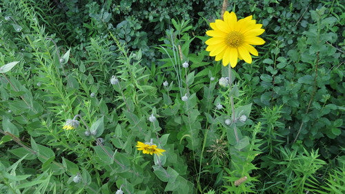 Helianthus mollis--Downy Sunflower