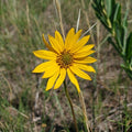 Western Sunflower