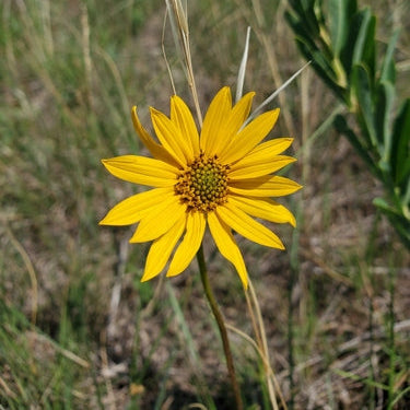 Western Sunflower