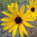 Showy Sunflower