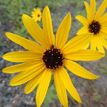 Showy Sunflower
