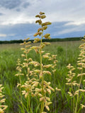 Heuchera richardsonii-- Prairie Alumroot