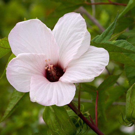 Rose Mallow