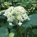 Hydrangea Floral cluster with green leaves in a natural setting
