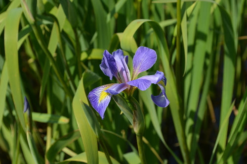 Iris virginica--Southern Blue Flag
