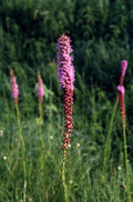 Liatris pycnostachya-- Prairie Blazing Star