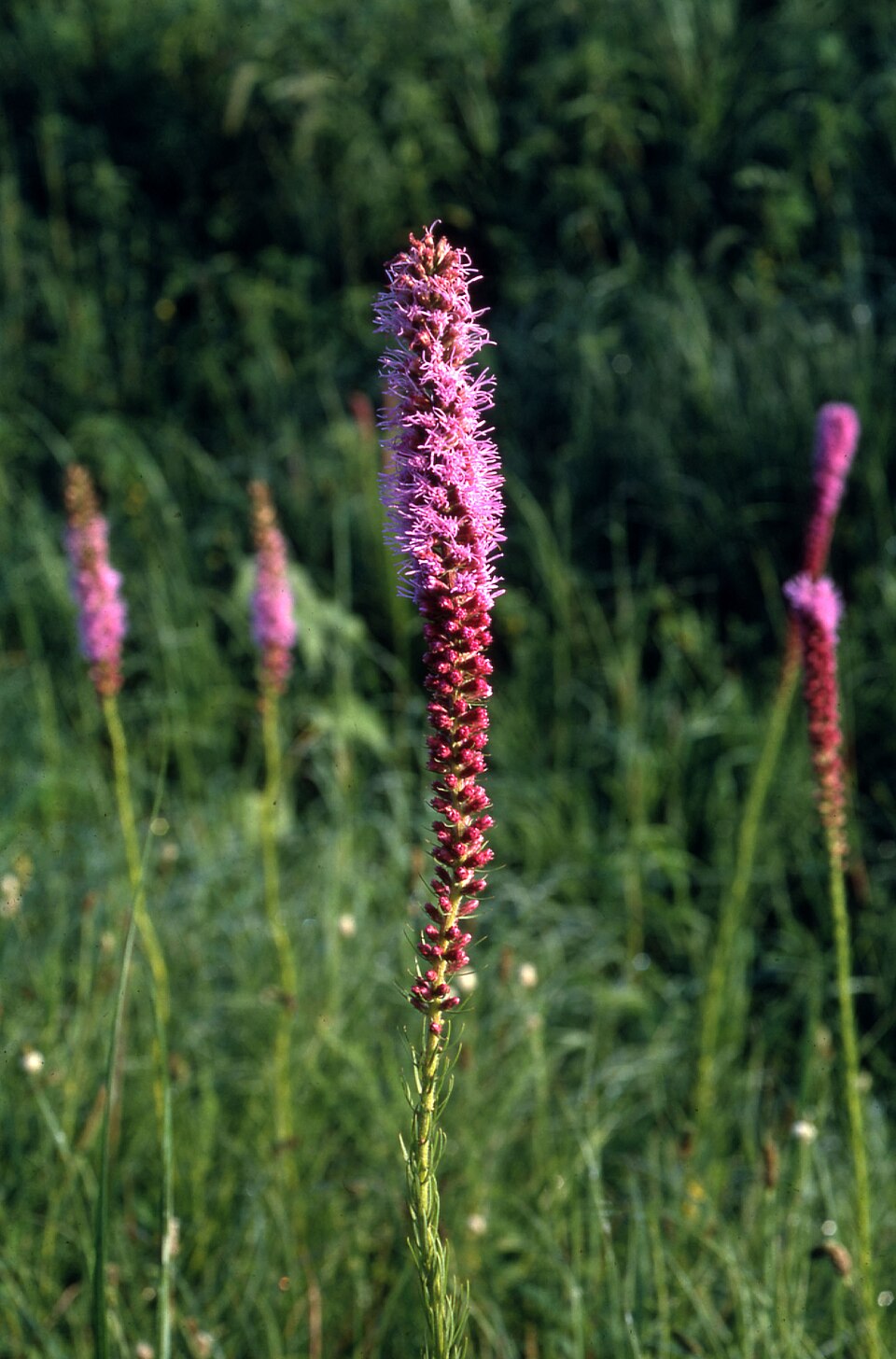 Liatris pycnostachya-- Prairie Blazing Star