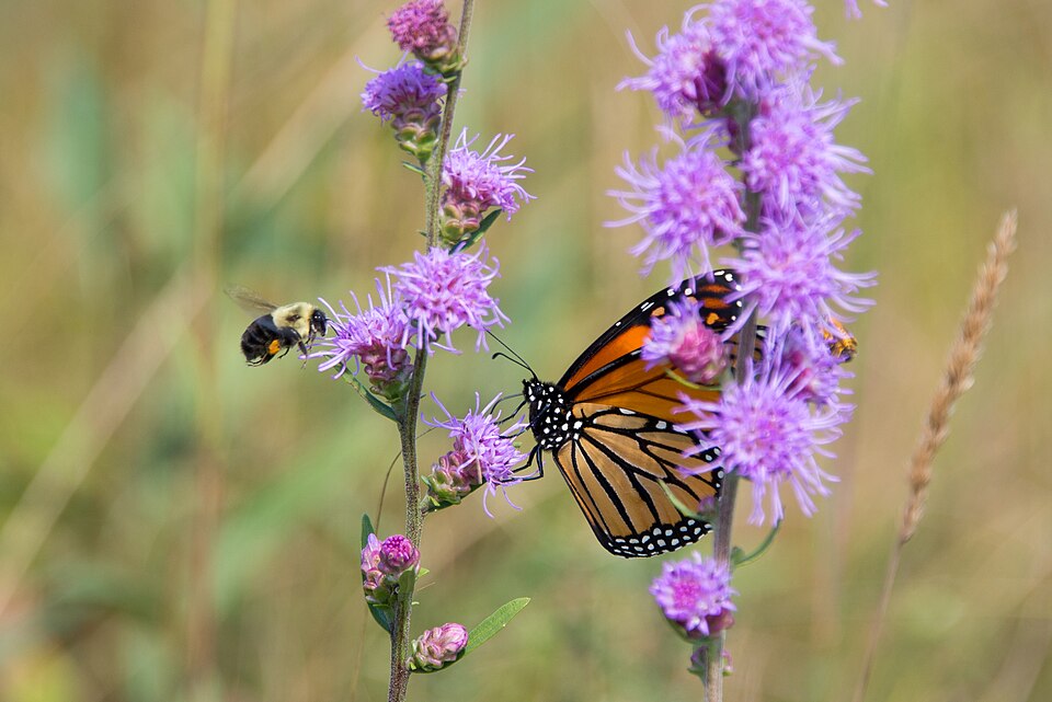 Liatris aspera-- Rough Blazing Star