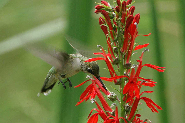 Lobelia cardinalis-- Cardinal Flower