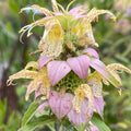 Spotted Beebalm